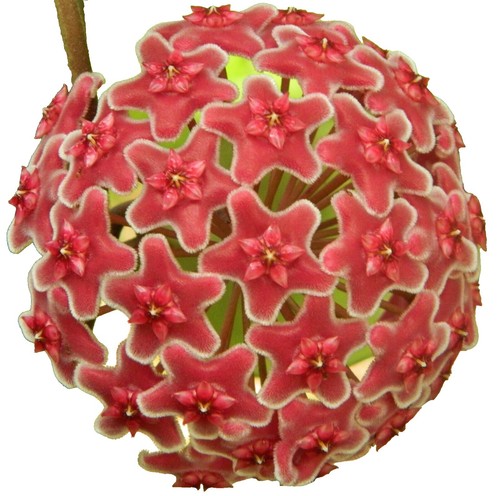 RARE Hoya Sulawesi GPS 8867 | eBay