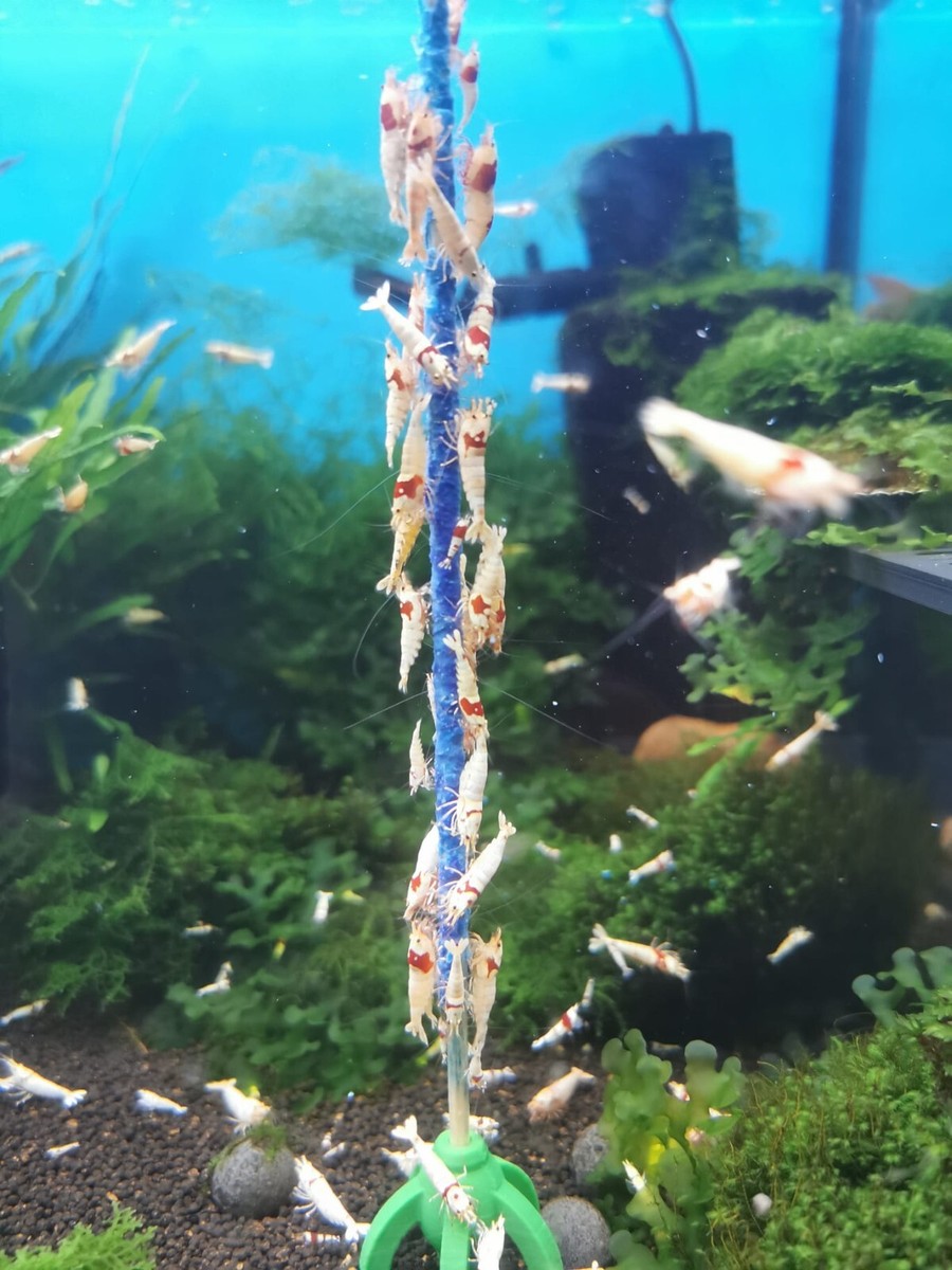 Shrimp-Lollies Complete – 3x10 Stück Alleinfutter Für Garnelen, Mit Vitaminen & Mineralien