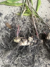 Large Shampoo Ginger Lily Tubers. Zingiber Zerumbet Hair growth 100% Natural