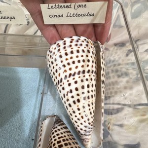 Large Vintage Conus litteratus Lettered Cone.