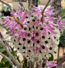 Large Dendrobium Smillieae  H R  Giant x  Lea  Orchid - 4  Pot, Ready To Up-Pot