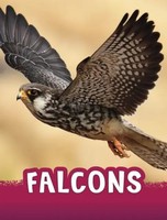 Jaclyn Jaycox | Falcons | Buch | Englisch (2023) | Animals | Gebunden