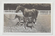 FERAFAand Twin Foals Arabian Horse Postcard REPRODUCTION