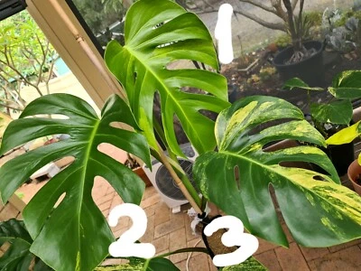 Aurea Variegated Monstera Tip Cutting Plants Gumtree Australia Cockburn Area Banjup 1265529585