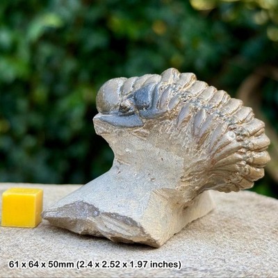Crotalocephalina gibba Trilobit Fossil | Devon Marokko | Original Exemplar +