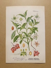 1886 ANTIQUE PICTURES LITHOGRAPH ART PRINT BOTANY FLOWER FLORA NATURE DECO PO...