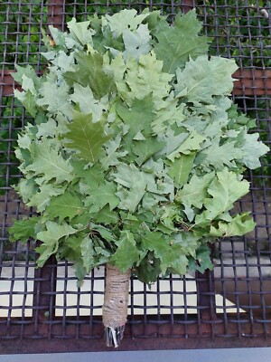 18st Oak canadian brooms+herbs sauna banya venik whisks Eiche 2025 Ukraine free 