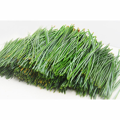Buy 100-500g Pine Needle Tea Herb Medicine Healthy Anti-Aging Super Food