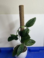 Monstera Peru   Monstera karstenianum   Thick Textured Leaves   Rare   6" Pot