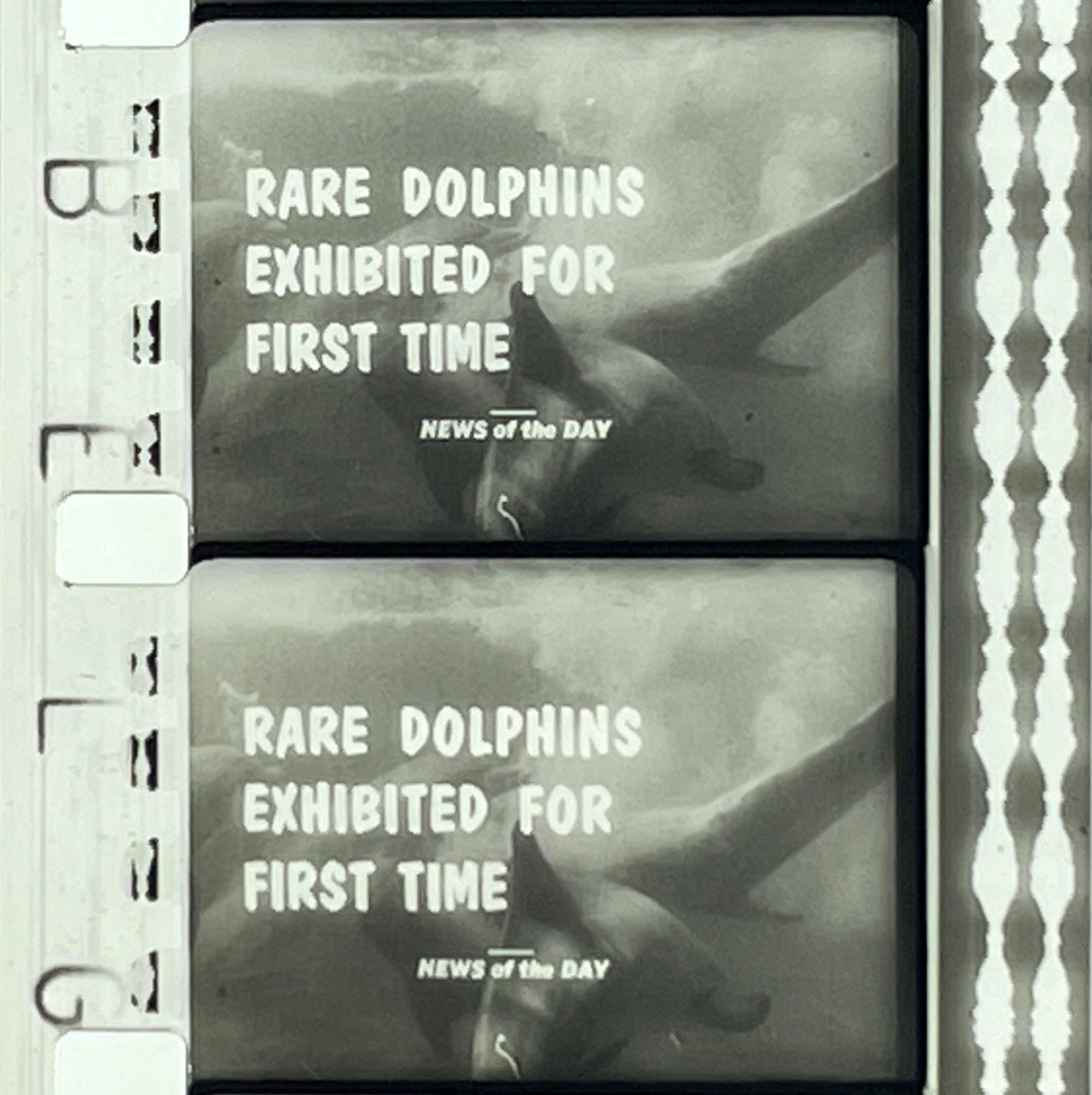 16mm Newsreel MARINELAND OF FLORIDA 1966 RARE Dolphins Public Debut Movie Film
