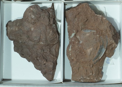 Konvolut Fossiliensammlung | Trilobiten | Ordovizium | Hällekis, Schweden #L1236 - Bild 8 von 14