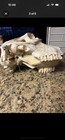 Vintage Animal Skull With A Painted Bear Motif  Deer/Bear/elk — photo 1