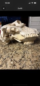 Vintage Animal Skull With A Painted Bear Motif  Deer/Bear/elk