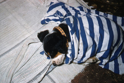 Kodak Slide 1950s Red Border Kodachrome Dog Puppy Beagel in Striped Blanket