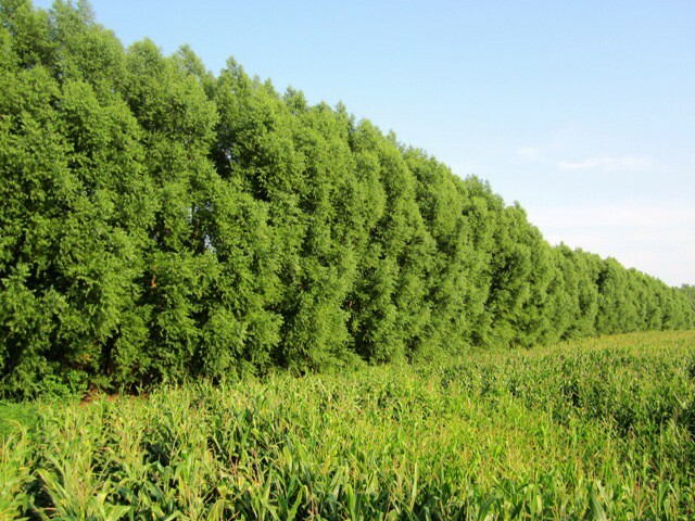Established Austree Hybrid Willow Tree 4-5' Potted Fast