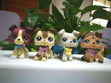 lps collie with two different colored eyes