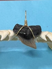 SHARK TOOTH PENDANT…7/8 Inch Fossilized TIGER Shark Tooth from Venice Florida 