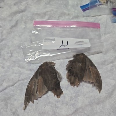 1 set Quail Wings - h
