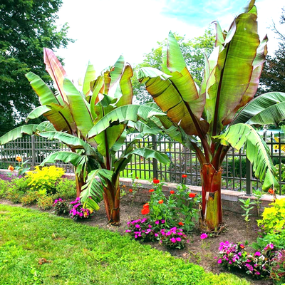 10 Red Abyssinian (Musa Ensete ventricosum) False Banana Plant Tree Seeds  RARE | eBay