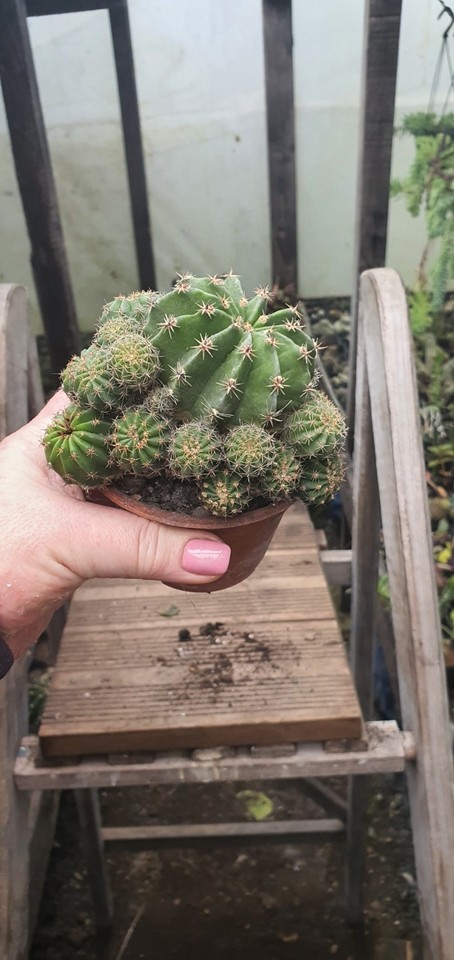 Echinopsis Ancistrophora Cactus Plants EBay UK echinopsis-ancistrophora-cactus-plants-ebay-uk