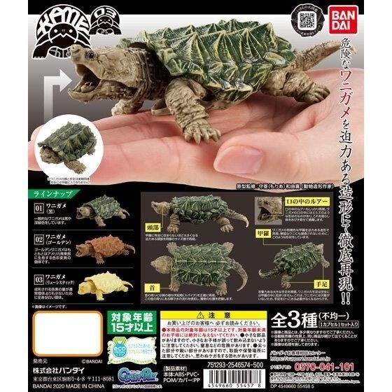 The Diversity of Life on Earth Alligator Snapping Turtle Figure