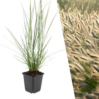 Lampenputzergras Pflanzen 6 StüCk - Bodendecker Winterhart - Pennisetum