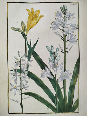 Beautiful Flowers Plate 31 - Large Print David Rabel Theatrum Florae - 1771