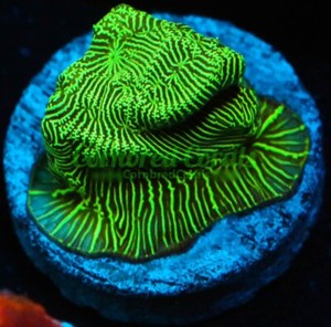 Cornbred's Green Lantern Lepto - Frag - LIVE CORAL
