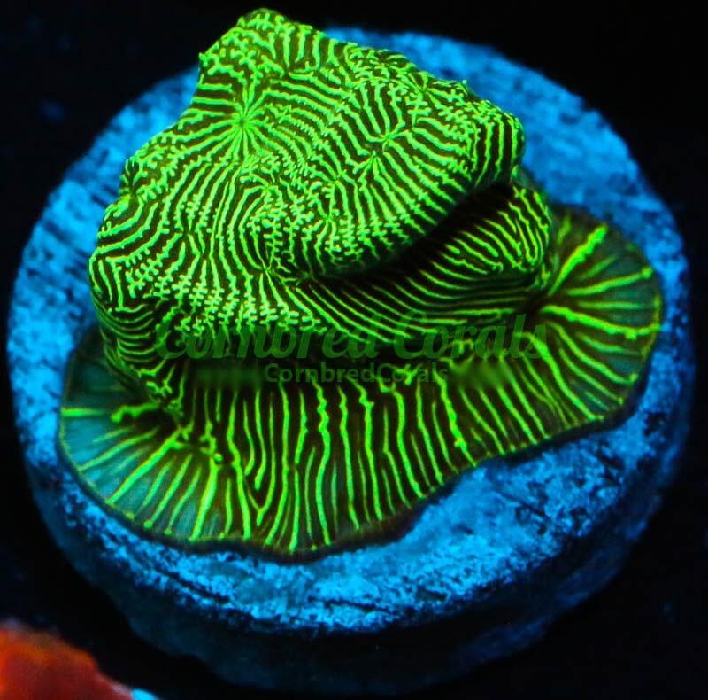 Cornbred's Green Lantern Lepto - Frag - LIVE CORAL