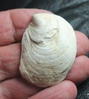 Crepidula virginica - Pliocene fossil gastropod, fm. Calyptraeidae