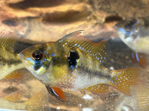 6 German Blue Rams Cichlids US Bred NOT IMPORTED - Picture 5 of 14