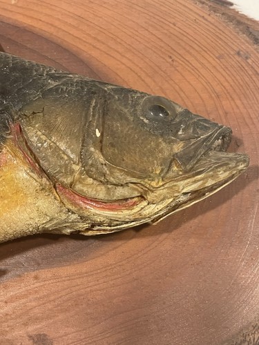 Antiguo borde vivo montaje madera talla perca trofeo pez taxidermia caza cabaña - Imagen 2 de 6