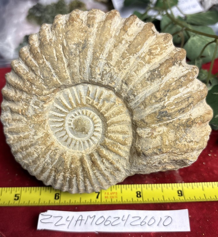 Large Natural Ammonite Fossil Specimen France/Morocco 4” X 5”