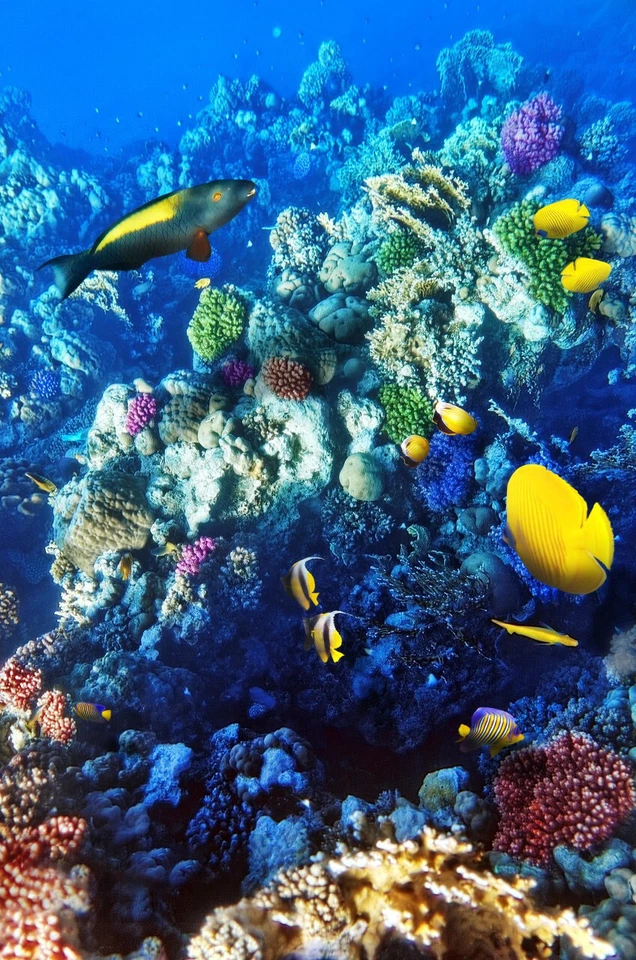 Alfombra Natural Océano Peces Multi Fondos Marinos Alfombra Mundial Alfombra Impermeable Decoración Estética Foto 2 de 4