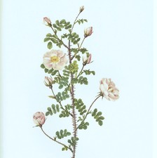 Rosa Pimpinelli Folia Rubra Rosier Pimprenelle Rouge cm 30 x 40 ca.P. J. Redouté