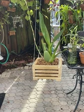 6” cedar hanging basket Handmade Orchid Slotted Baskets ￼, Top Quality Rot Proof