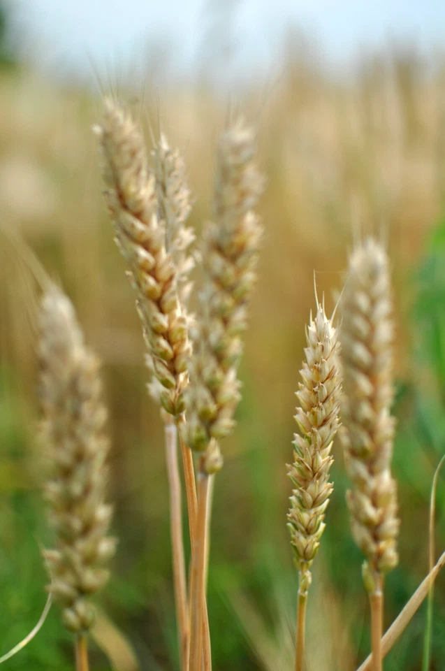 Hard Red Winter Wheat Seeds NON-GMO for planting sprouting fodder storage - Image 3 of 4