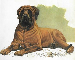 Mastiff - CUSTOM MATTED - 1976 Vintage Dog Art Print - Cozzaglio