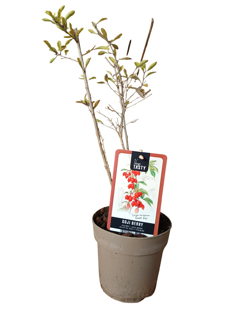 Planta Frutal GOJI ROJO Plantas y arboles Ø12 cm altura aprox 45 cm