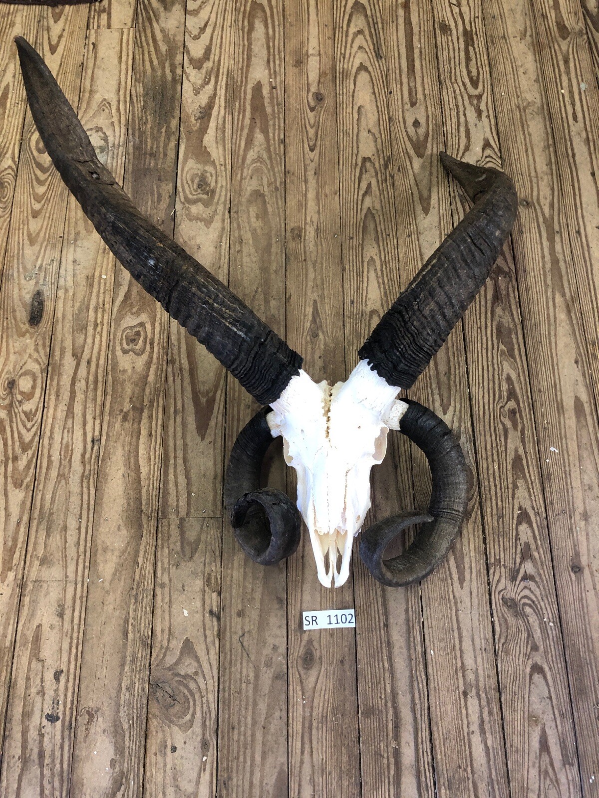 Four Horned Sheep Skull