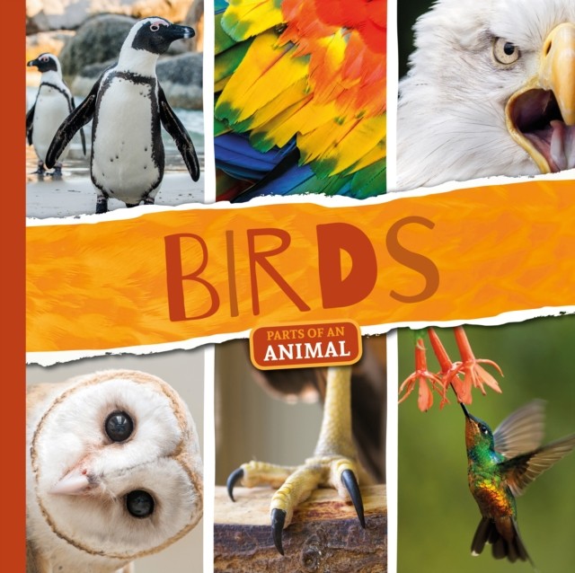 Birds by Joanna Brundle PAPERBACK 9781786374318