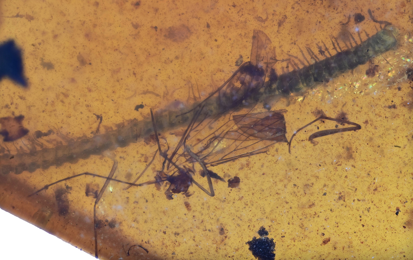 Diplopoda (Millipede) with Nematocera, Fossil insect inclusion in Burmese Amber
