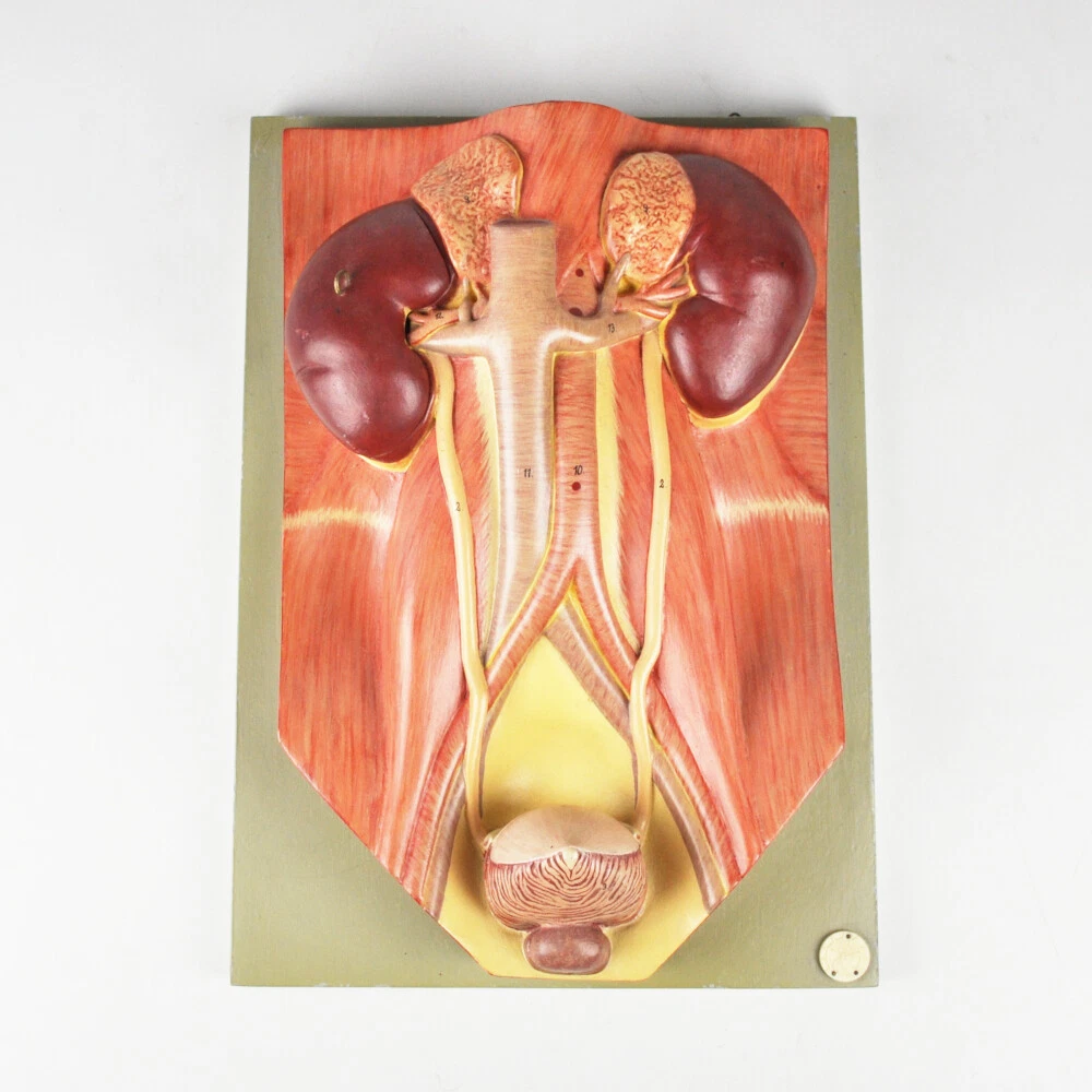 Bladder Model Labeled