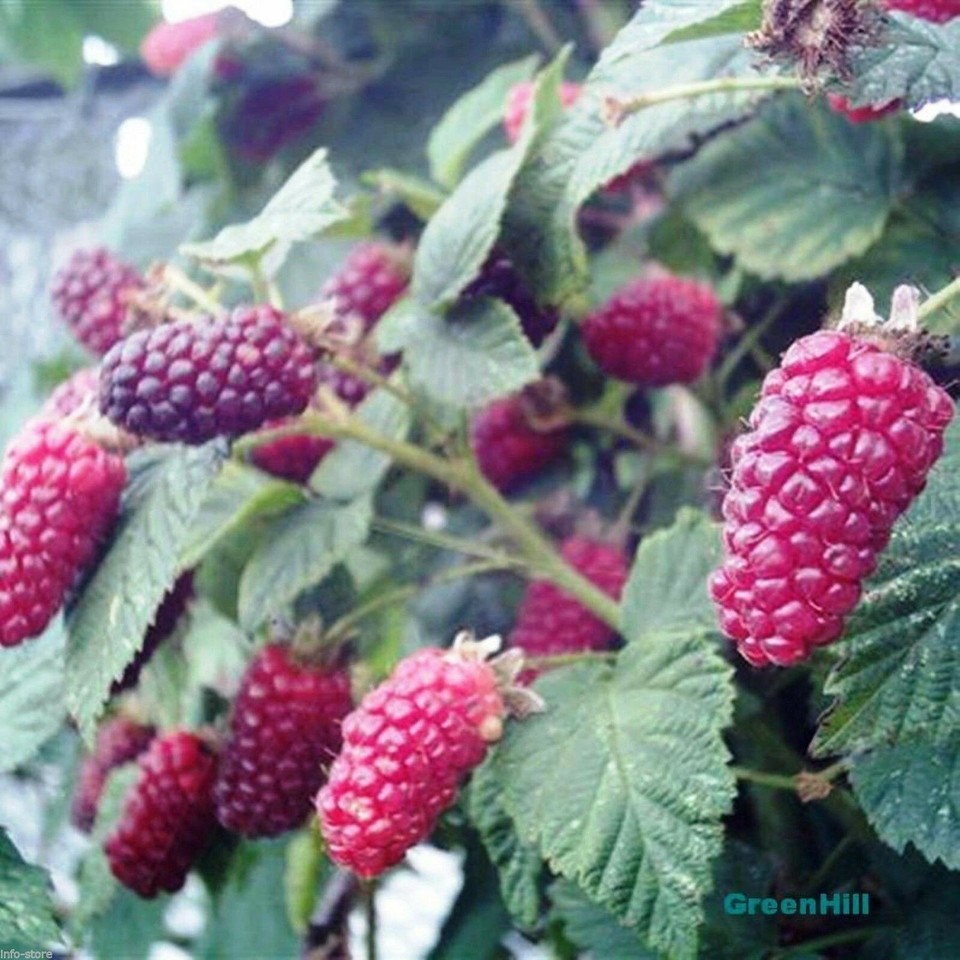 Garden State Bulb Chester Blackberry Plant - Live Bare Root, Non-GMO - Foto 6