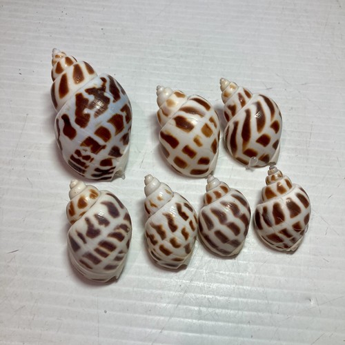 BABYLONIA SPIRATA SEA SHELLS 1.5" to 3" Lot of 7