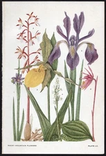 1928 Clements Rocky Mountain Flowers Vintage Botanical Print Iris & Orchid