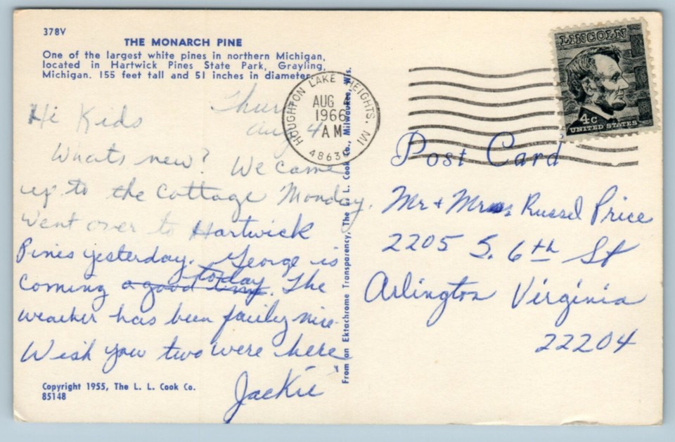 Monarch Pine Hartwick Pines State Park Grayling Michigan MI Postcard