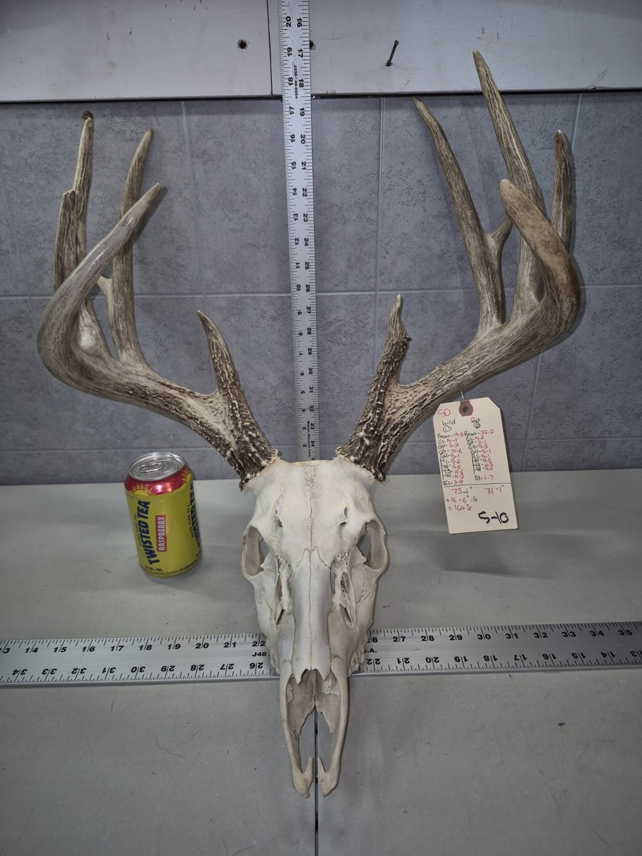 Huge! Wild 12pt 164