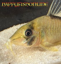  10 RARE BRAND NEW CORYDORAS CW219 GORGEOUS HEALTHY YOUNG LIVE FISH WC 5-6 CM