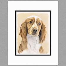 Welsh Springer Spaniel Original Print 8x10 Matted to 11x14